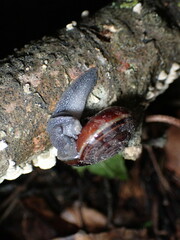 Helminthoglypta sequoicola