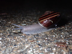 Helminthoglypta sequoicola