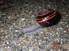 Helminthoglypta sequoicola