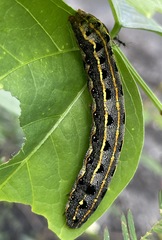 Spodoptera litura