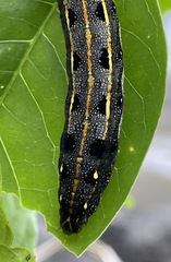 Spodoptera litura