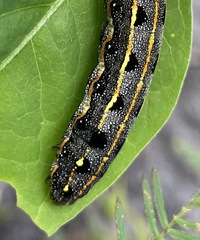 Spodoptera litura
