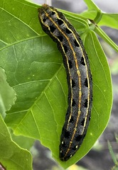 Spodoptera litura