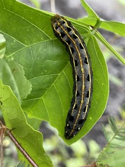 Spodoptera litura