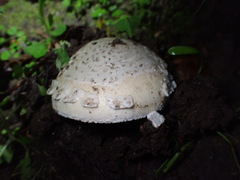 Amanita novinupta
