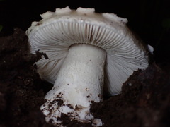 Amanita novinupta