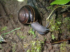 Helminthoglypta sequoicola