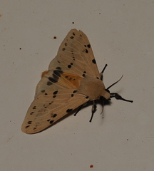 Spilarctia hosei