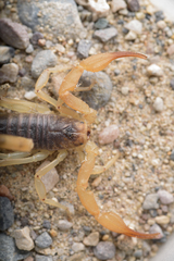 Smeringurus vachoni
