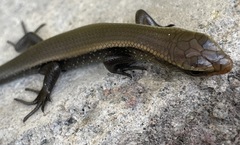 Mabuyinae