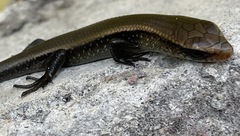 Mabuyinae