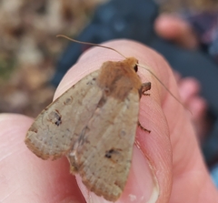 Conistra erythrocephala