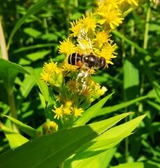 Eristalis nemorum