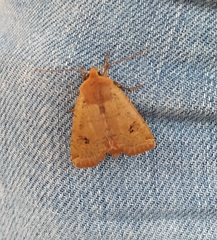 Conistra erythrocephala