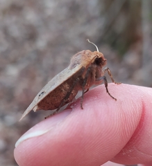 Conistra erythrocephala