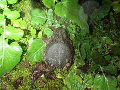 Anaxyrus boreas halophilus