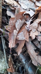 Conistra erythrocephala