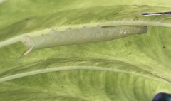 Eupanacra elegantulus