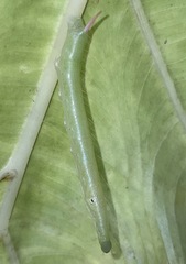 Eupanacra elegantulus