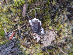 Phellodon niger