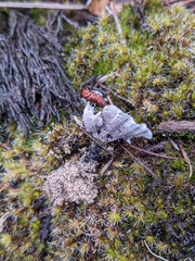 Phellodon niger