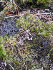 Phellodon niger