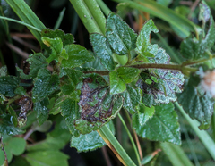 Ageratum conyzoides