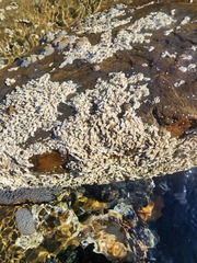 Galeolaria caespitosa