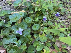 Viola banksii