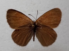 Coenonympha glycerion