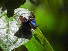 Astraptes fulgerator