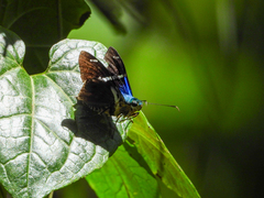 Astraptes fulgerator