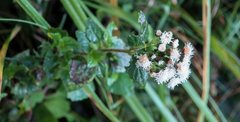 Ageratum conyzoides