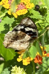Junonia oenone