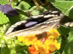 Junonia oenone