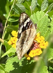Junonia oenone