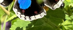 Junonia oenone