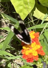 Junonia oenone
