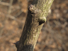 Zanthoxylum schinifolium