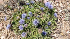 Globularia trichosantha