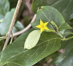Mussaenda formosanum