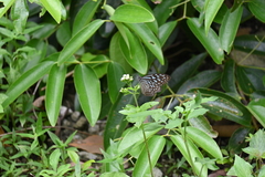 Ideopsis vulgaris