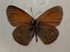 Coenonympha glycerion