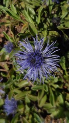 Globularia