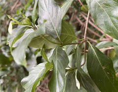 Mussaenda formosanum