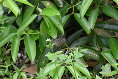 Ideopsis vulgaris