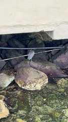 Nyctanassa violacea