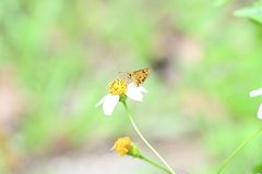 Taractrocera archias