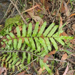 Blechnum minus