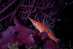 Oxycirrhites typus